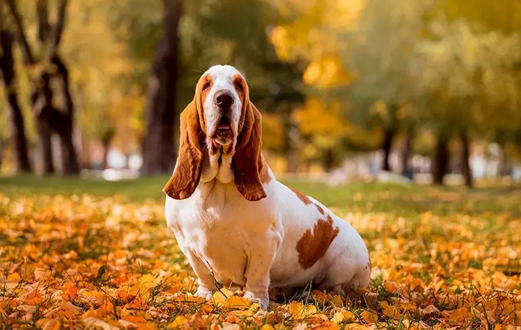 Basset-Hound-en-el-bosque.jpeg